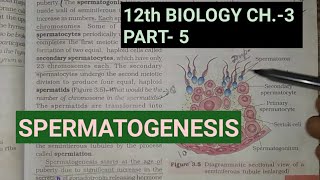 Class 12 biology chapter 3part 5 gametogenesisspermatogenesisStudy with farru [upl. by Eelarual]