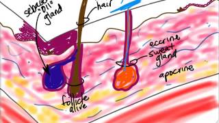 BIO160 Preview Video Lecture 6 Skin [upl. by Wane]