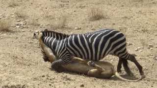 Amazing Lion vs Zebra with unexpected escape [upl. by Markowitz]