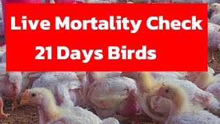 Live Mortality Check 21 Days Birds in Dalbir Poultry Farm poultry live 2024 shortsfeed shorts [upl. by Jamison507]