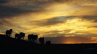 The Dude Ranches of the American West [upl. by Phelips427]