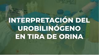 Interpretación del Urobilinógeno en Tira de Orina  GUÍA DE DIAGNÓSTICO DE LABORATORIO VETERINARIO [upl. by Wilmer560]