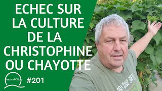 201Echec sur la culture de la Christophine ou Chayotte [upl. by Haceber]