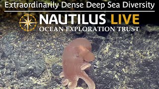 Extraordinarily Dense Deep Sea Diversity in Palau’s Waters  Nautilus Live [upl. by Myrtie]