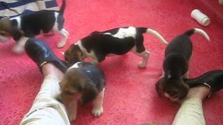 Beagle puppies 5 weeks old [upl. by Ylebmik694]