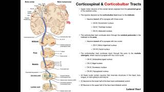 Corticobulbar Tracts EXPLAINED  Cranial Nerve Motor Function [upl. by Haelhsa711]