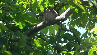 Little Owl and owlet in the wind [upl. by Gibe]