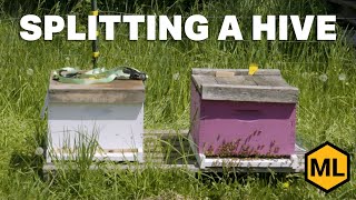 How to Split a Hive [upl. by Mizuki]