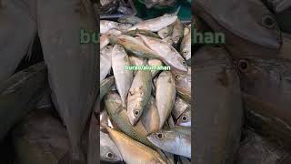 burao viralvideo freshseafoods seafood food seafoodmarket fish business [upl. by Schwenk468]