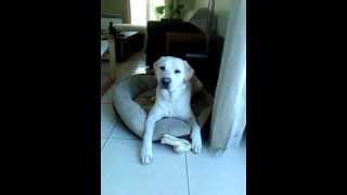 Chuck Nonoss labrador mange son os  happy yellow lab puppy eating bones [upl. by Delle]