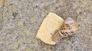 Garden Snail Eating Quaver TimeLapse [upl. by Fowkes925]