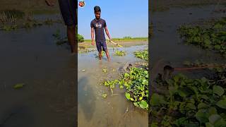 😲How to fish with arrow bowpart36 ikan busur peşte ikan shorts vairal channa [upl. by Egiedan681]