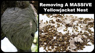 Destroying A Massive Yellowjacket Nest  500 Wasps Mousetrap Monday [upl. by Annoek]