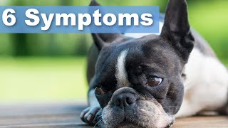 Signs Of Cushings Disease In Boston Terriers 6 Symptoms [upl. by Nimref]