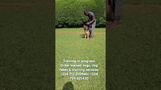 Training in Progress dogtraining dog doglife dogsforsale makanakidogmasters petlovers s [upl. by Nerej]