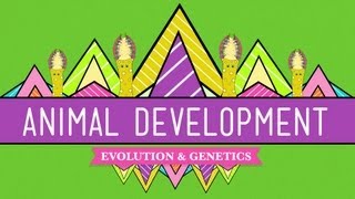 Animal Development Were Just Tubes  Crash Course Biology 16 [upl. by Etselec11]