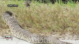 Large rattlesnake startles Florida birdwatchers [upl. by Tilla]