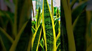 Sansevieria trifasciata laurentii sanke plant homedecor indoorplants plants gardening nature [upl. by Inami]