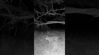 Nighttime Footage of a Coyote Hunting wildlife coyote [upl. by Lorita684]