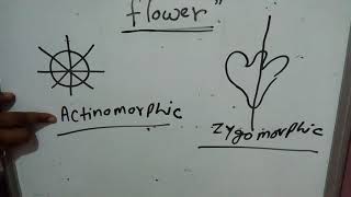 Flower hypogunousepigynous perigynousgamopetalouspolypetalouscalyxcorrolaactinomorphicsepal [upl. by Lexa198]