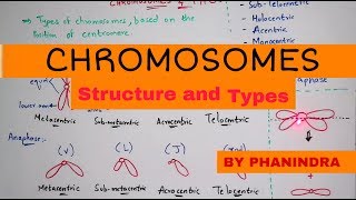 Chromosome structure and its types  By Phanindra guptha [upl. by Phila]