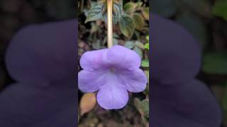 Achimenes plant kerala garden ideas youtubeshorts flowers  shorts  shorts feed [upl. by Bernardi]