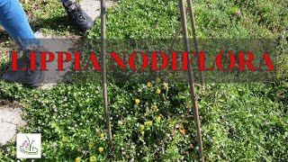 lippia nodiflora come prato [upl. by Hannazus]