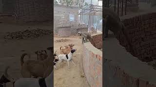 Funny langoor vs dogs comedy video 😄😄😄 [upl. by Franck]