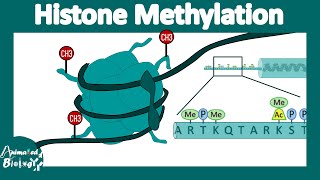 Histone methylation  Histone modification  Gene expression regulation [upl. by Lincoln686]