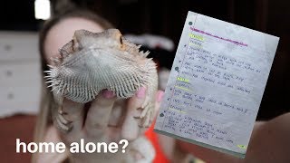 HOW TO LEAVE YOUR BEARDED DRAGON HOME ALONE  or with sitter [upl. by Amorita]