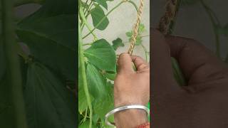 Harversting Cowpea Beans gardening fruit tomato harvest cuttingskills satisfying shorts [upl. by Accever54]