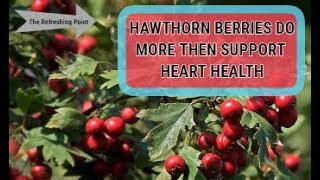 Hawthorn Berry Does More Than Support Heart Health  Boosts Energy  Try Hawthorn Berry Tea [upl. by Jezabella]