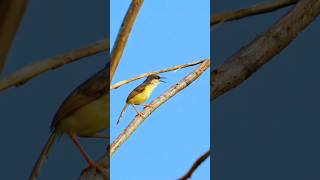 Ashy prinia Singing in Nature [upl. by Laerol]