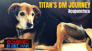 Titan’s Acupuncture Treatment for Degenerative Myelopathy [upl. by Tonl]