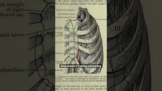 Transversus Thoracis Origin Insertion Anatomy and Function [upl. by Bruce]