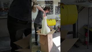 Taxidermy Form Unboxing 📦 taxidermy unboxing [upl. by Noirda]