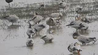 Bar headed geese and spoon billed stork Nice view [upl. by Ycat]