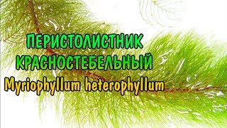 ПЕРИСТОЛИСТНИК КРАСНОСТЕБЕЛЬНЫЙ  Myriophyllum heterophyllum [upl. by Dlorah]