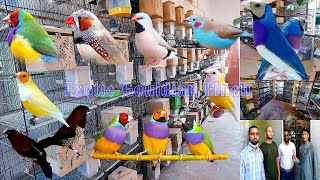 Creating an Exotic Gouldian Finches Setup A Guide to Colorful Avian Paradise [upl. by Uyerta]