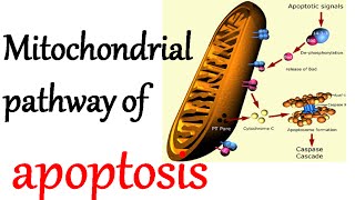 The mitochondrial pathway of apoptosis [upl. by Rosita352]