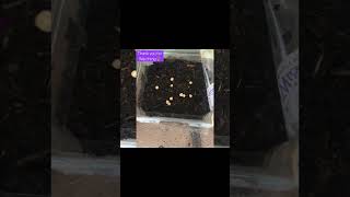 DIY Growing Planting Falsa Seeds at Home Grewia asiatica بیج سے فالسہ اگانا [upl. by Anomor]