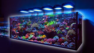 225 Gallon SPS Coral Dominated Reef Tank [upl. by Range361]