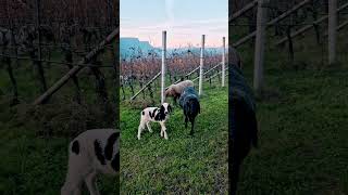 Tscheggen Bergschaf Spotted Mountain Sheep pastureoflife pinotnoir [upl. by Namas150]