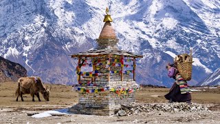 Where Tibet and Nepal Meet Tsum Valley Trekking Nepal Himalaya [upl. by Khajeh]