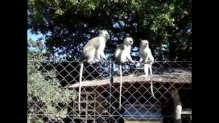 Vervet Monkey Cercopithecus Aethiops [upl. by Asserrac486]