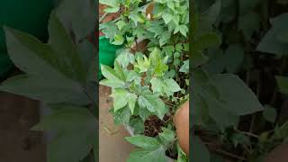 Red Sorrel Leaves ambadekibhaji plants terracegarden allhamdulillah youtubeshorts [upl. by Malek]