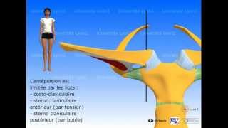 Lépaule  articulation sternocostoclaviculaire [upl. by Anerac]