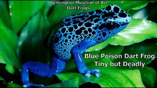 Blue Poison Dart Frog is Tiny but Deadly [upl. by Lewison]