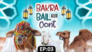 Bakra Bail Aur Oont Ep 3  Bakra Eid 2022  Bakra Eid Special Video 2022  Bakra Eid Series [upl. by Paten]