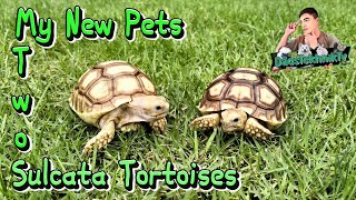 Can Sulcata Tortoises Swim Watch this Video and You Will Be Surprised [upl. by Saphra673]